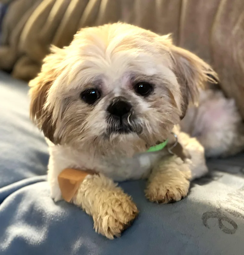 Skipper