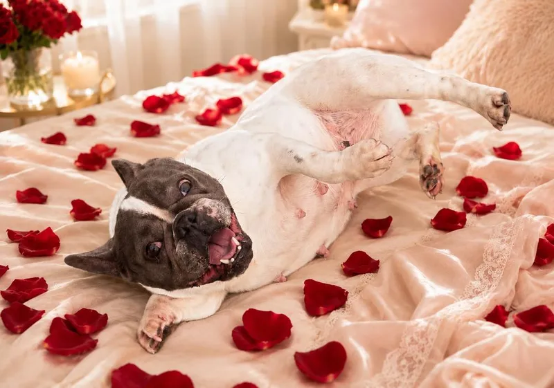 An adult medium-sized female French Bulldog dog named Molly for adoption in Jefferson Hills, PA