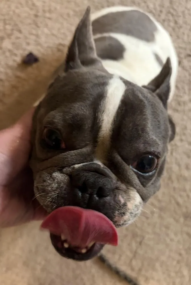 Molly thumbnail 2