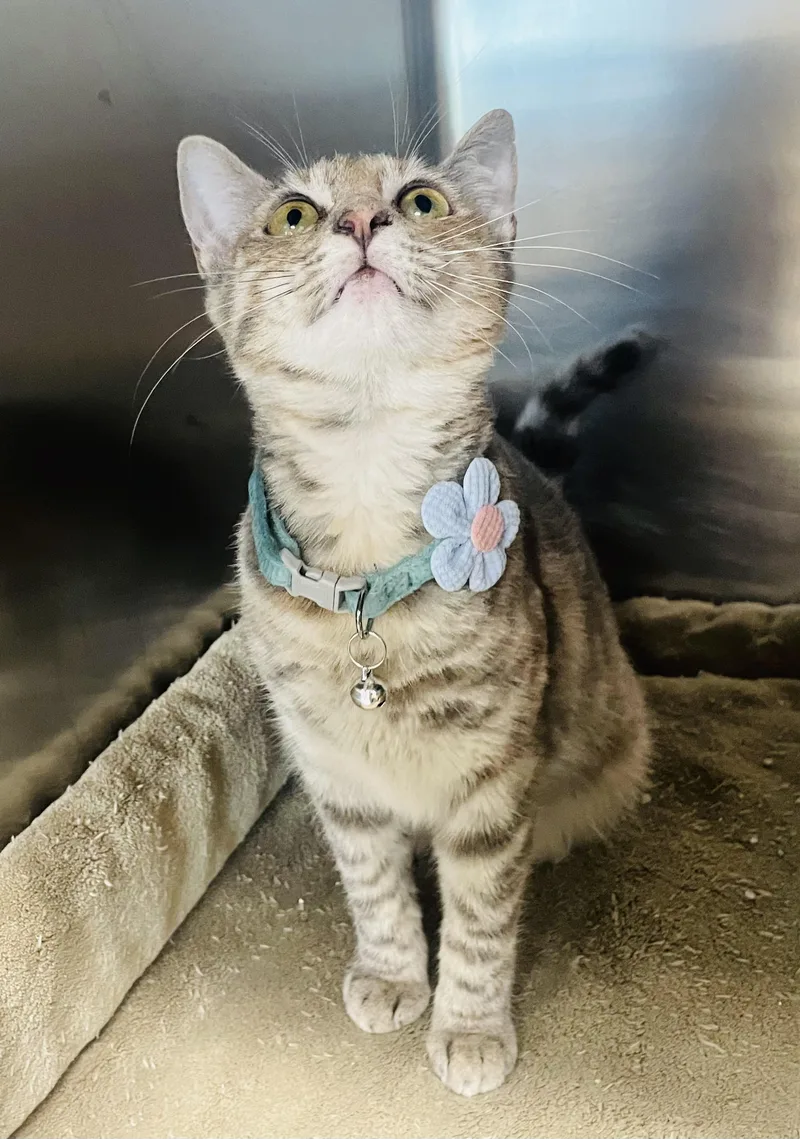 A young small-sized female Tabby cat named Luella Breeze for adoption in Seabrook, TX