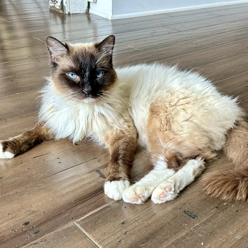 A young small-sized male Domestic Long Hair cat named Tonka for adoption in Cumming, GA