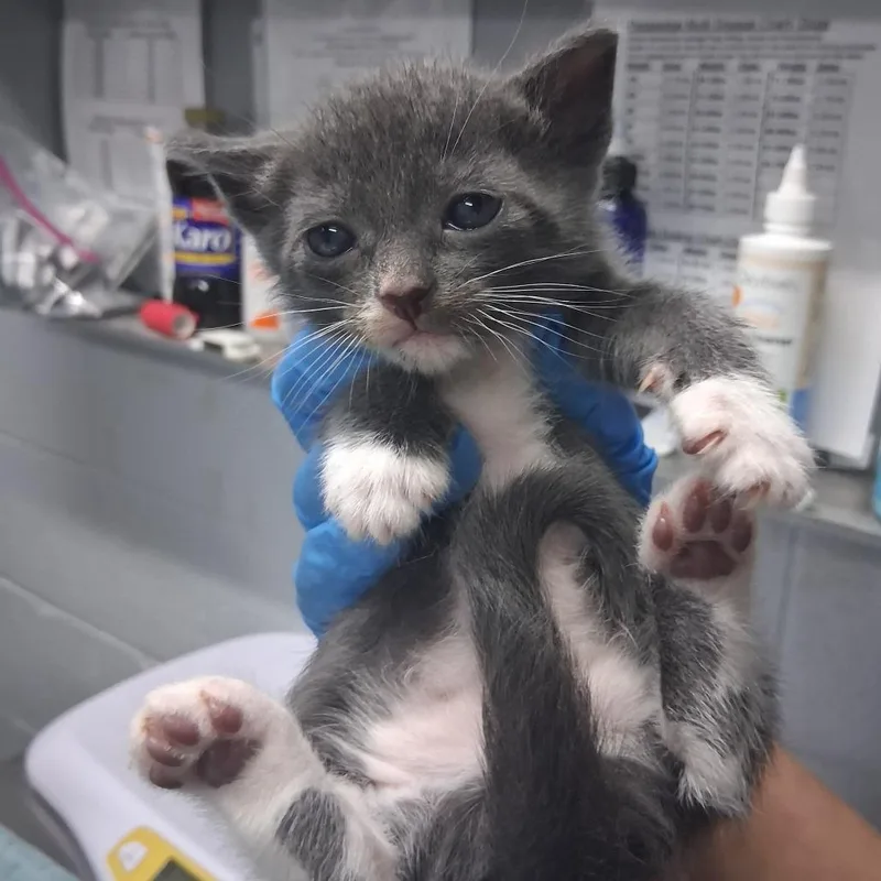 A baby small-sized male Gray / Blue / Silver Domestic Short Hair cat named Lyle @ Azalea Square for adoption in Summerville, SC