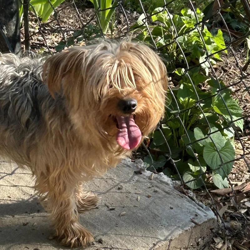 An adult small-sized female Sable Yorkshire Terrier dog named Skibidi for adoption in Rockville, MD