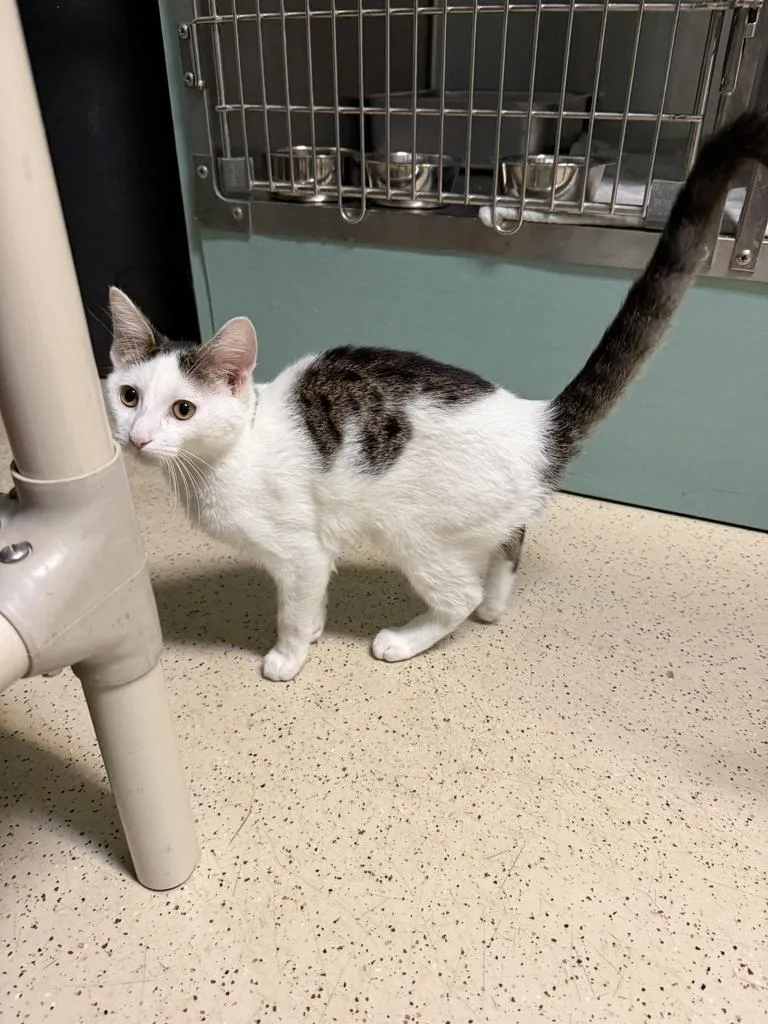 A baby medium-sized male Domestic Short Hair cat named Abe for adoption in Amery, WI