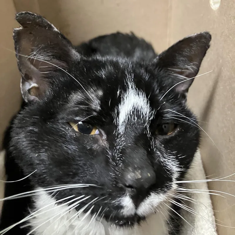 An adult medium-sized male Black Domestic Short Hair cat named Anemoia for adoption in DeKalb, IL