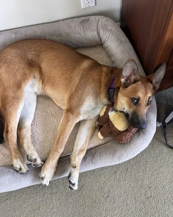 A young small-sized male Australian Cattle Dog / Blue Heeler dog named Ricky for adoption in Novato, CA