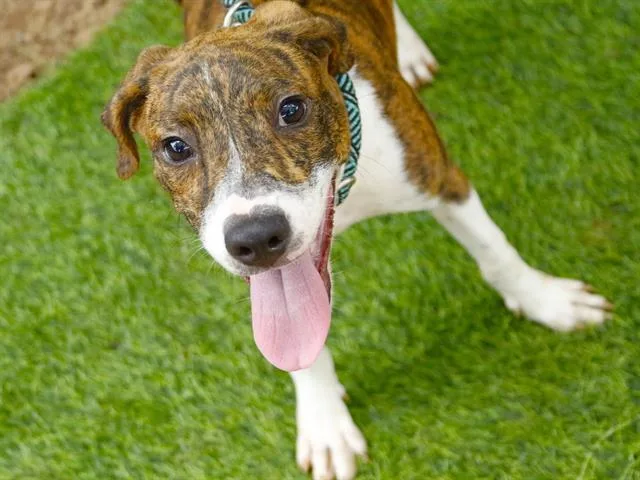A baby small-sized female Plott Hound dog named Skye for adoption in Tallahassee, FL