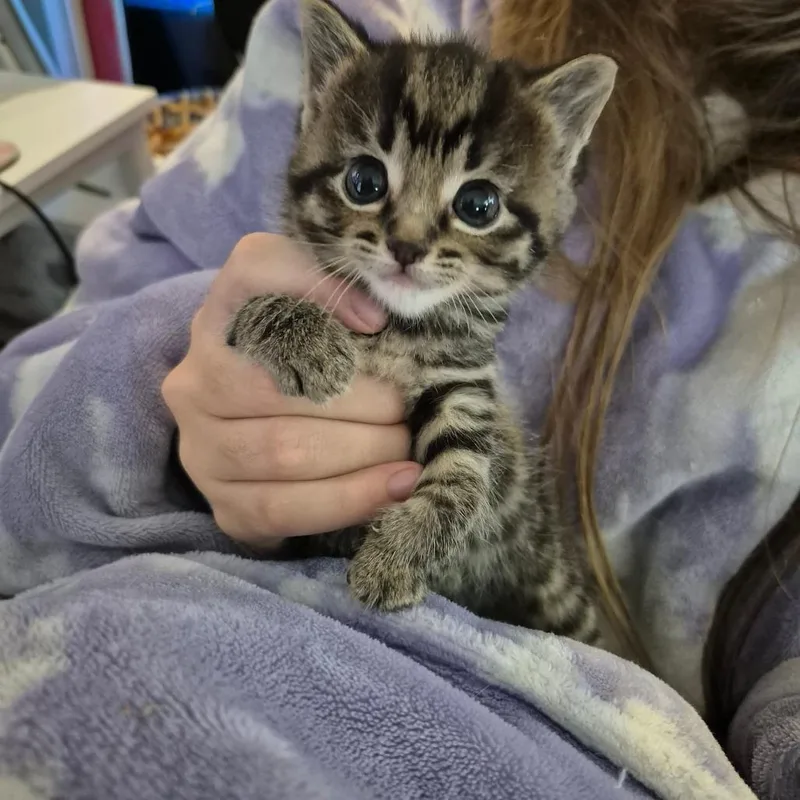 A baby small-sized male Brown / Chocolate Domestic Short Hair cat named George for adoption in DeKalb, IL