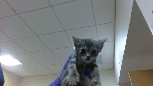 A baby small-sized male Domestic Short Hair cat named Misu for adoption in Miami, FL