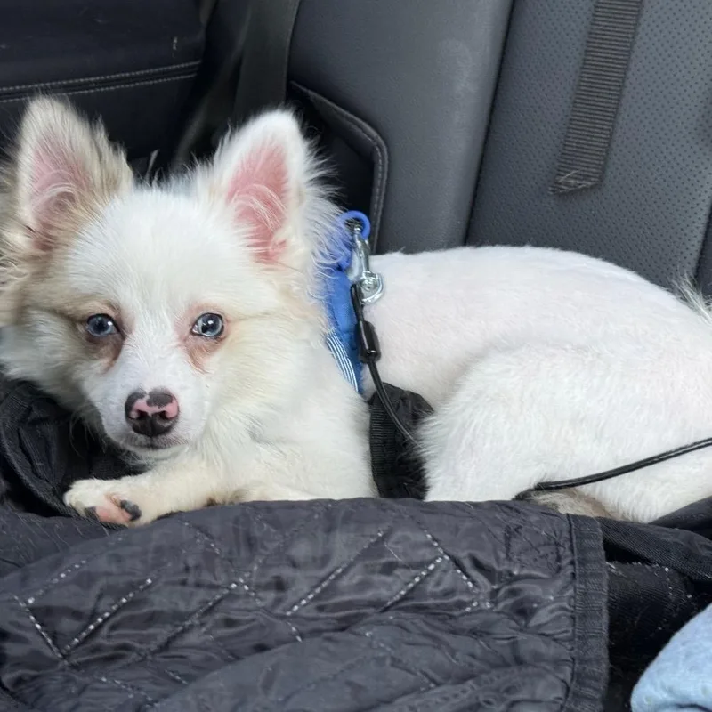 A baby small-sized male Pomeranian dog named Albert for adoption in Southside, TN