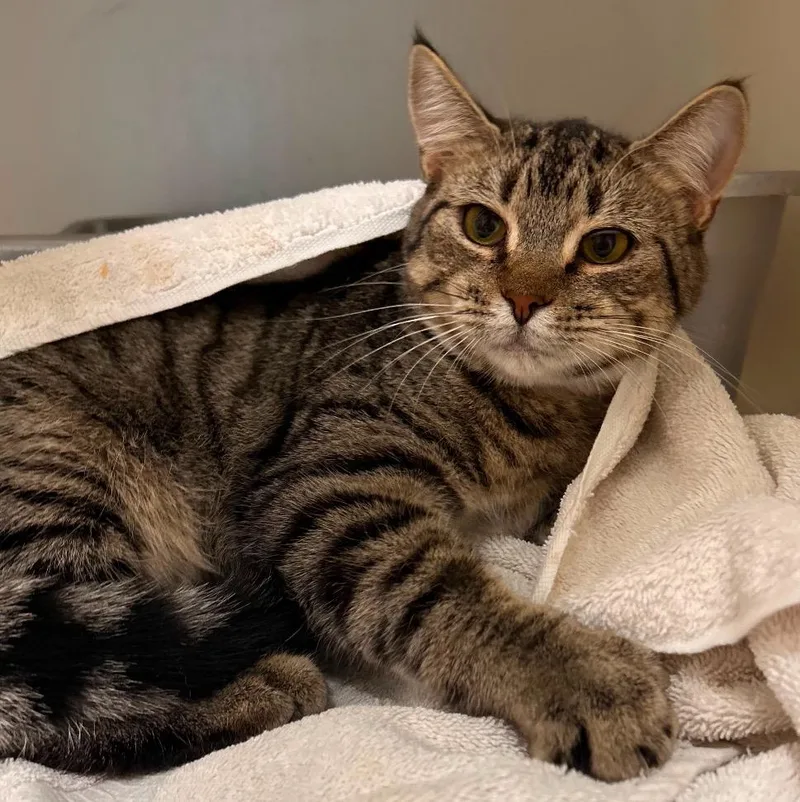A young small-sized female Domestic Short Hair cat named Cake for adoption in Spooner, WI
