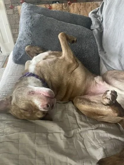 An adult medium-sized male Mixed Breed dog named Yoyo for adoption in Bellevue, WA