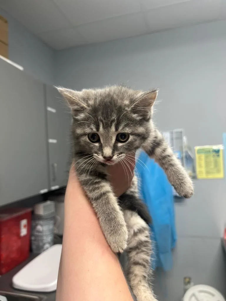 A young medium-sized female Domestic Short Hair cat named Sage for adoption in Bloomington, IN