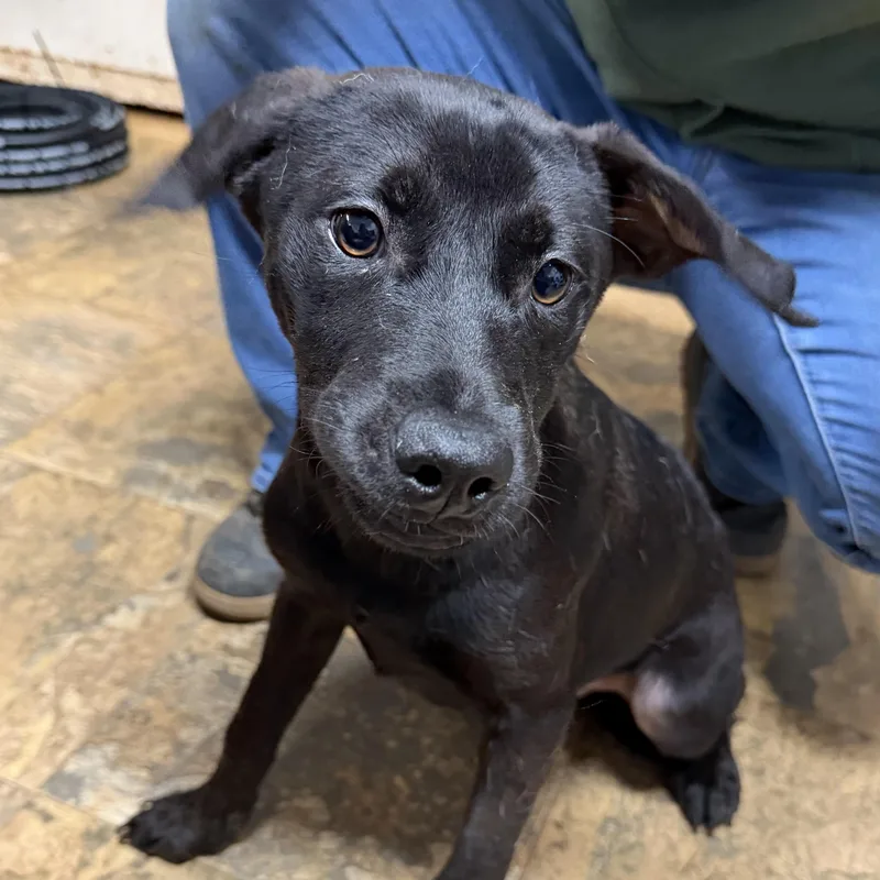 A baby medium-sized male Black Labrador Retriever dog named Orville for adoption in Columbia, SC