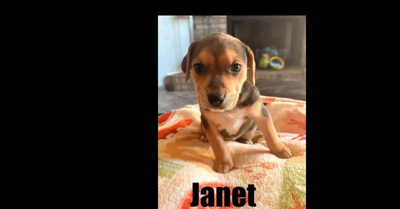 A baby small-sized female Beagle dog named Janet for adoption in harrison city, PA