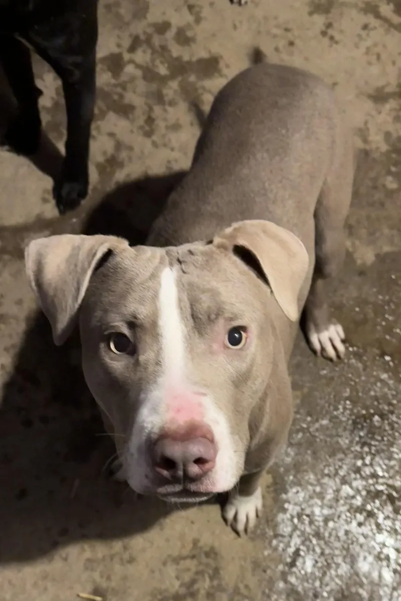 Chandler thumbnail 2