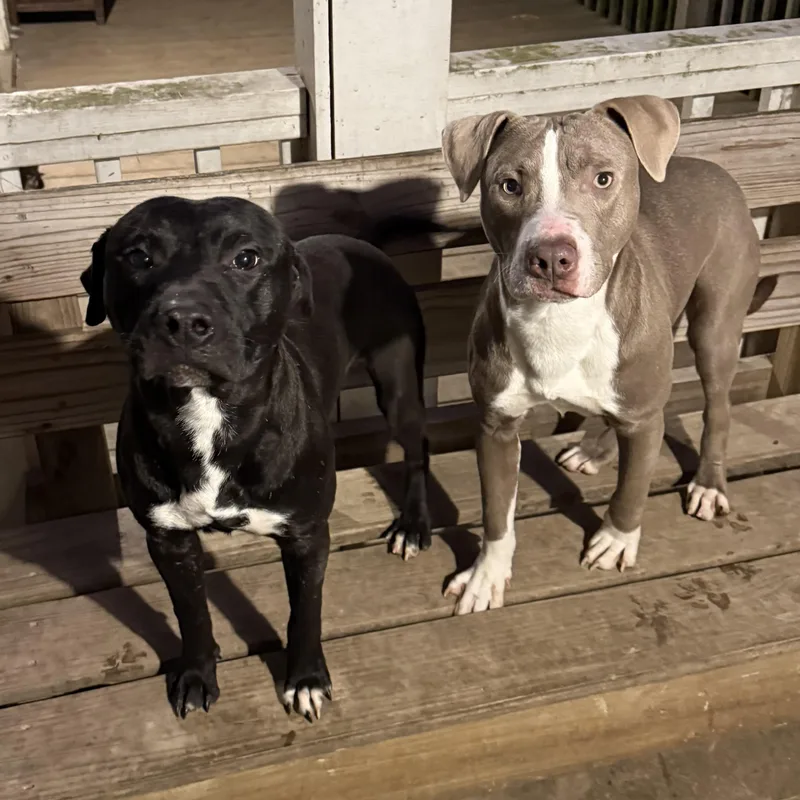 Chandler thumbnail 3