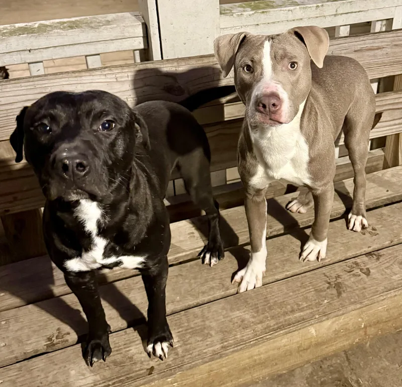 Chandler thumbnail 4