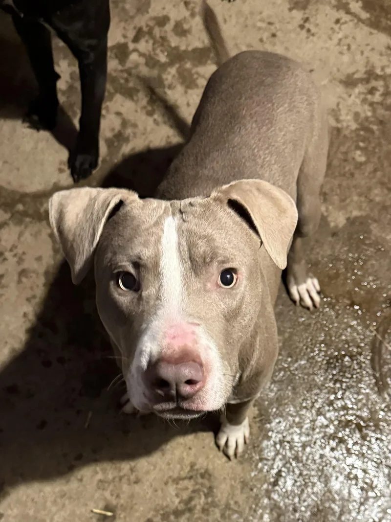 Chandler thumbnail 5