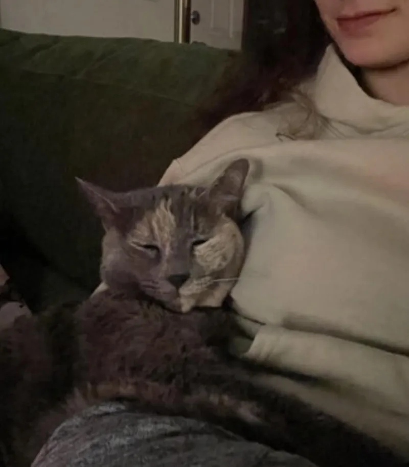 A senior medium-sized female Dilute Tortoiseshell Domestic Short Hair cat named Muffin for adoption in Amherst, MA