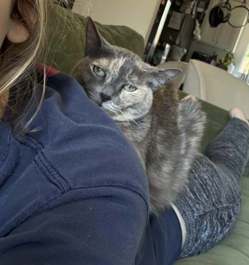 Muffin thumbnail 3
