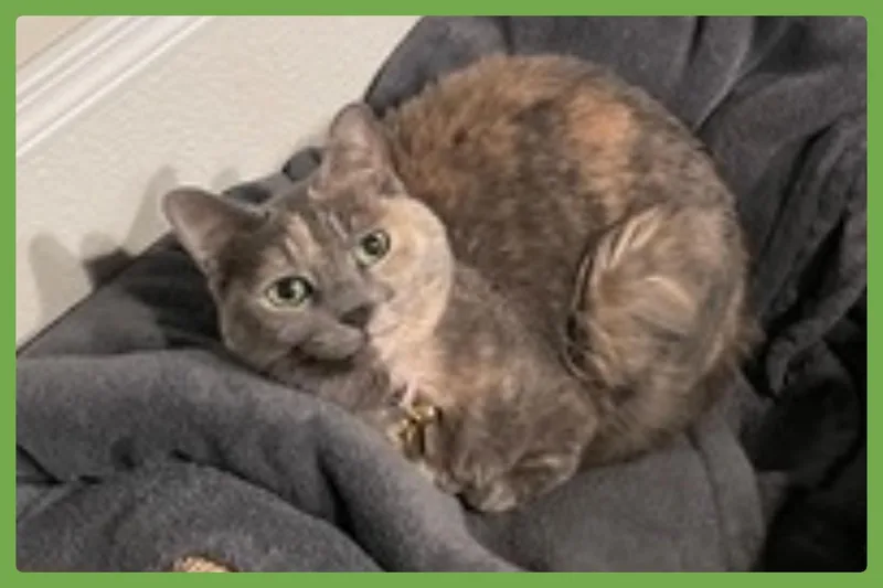 Muffin thumbnail 4
