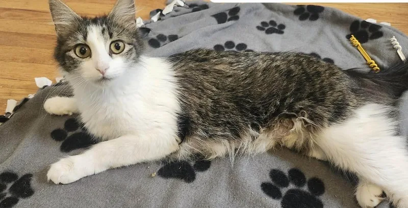 An adult medium-sized female Domestic Short Hair cat named Lady Guinevere for adoption in Lockport, IL