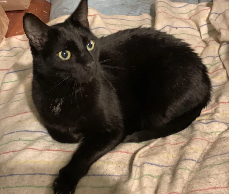 An adult medium-sized male Black Domestic Short Hair cat named Melo for adoption in Beltsville, MD