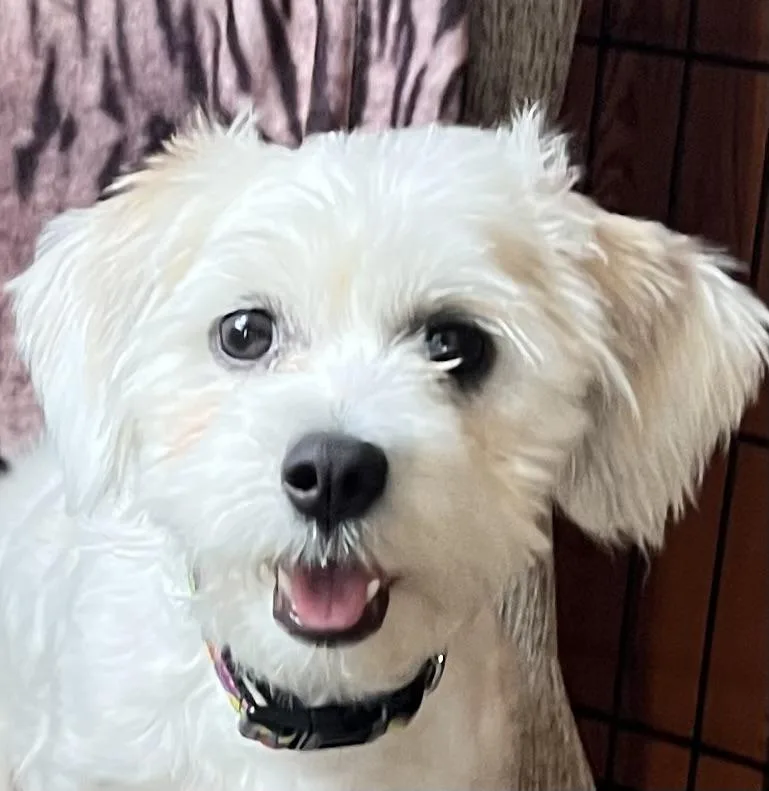 A young small-sized female White / Cream Shih Tzu dog named Lucy for adoption in Egg Harbor City, NJ
