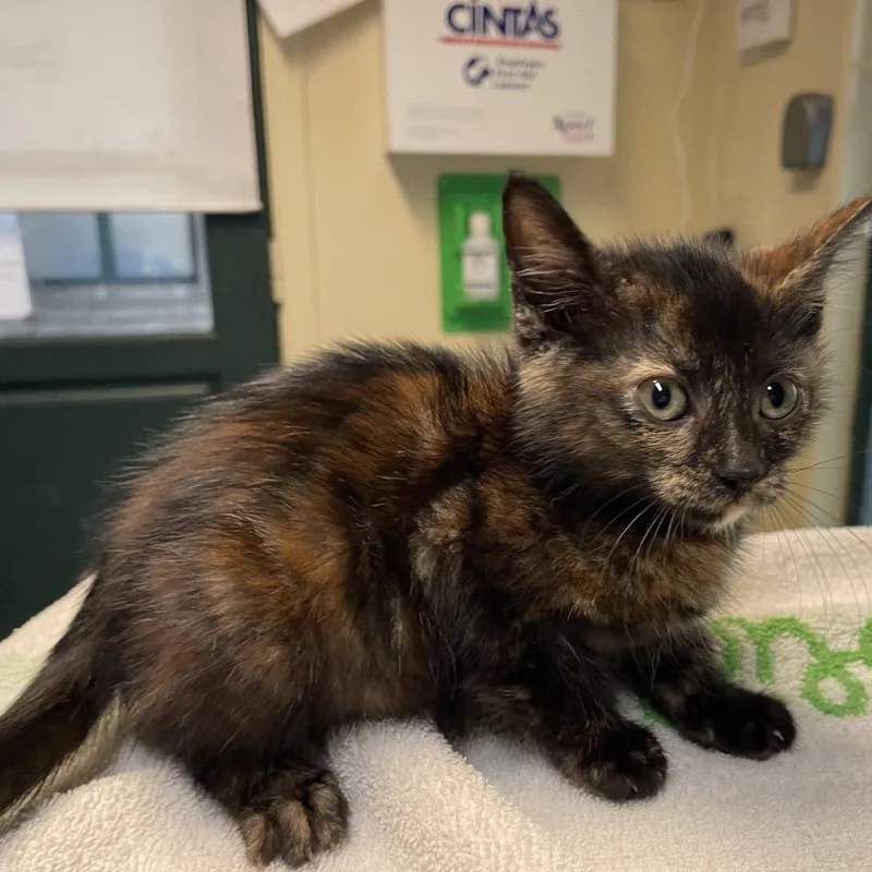 A baby small-sized female Tortoiseshell Domestic Short Hair cat named Letty for adoption in Pasadena, CA