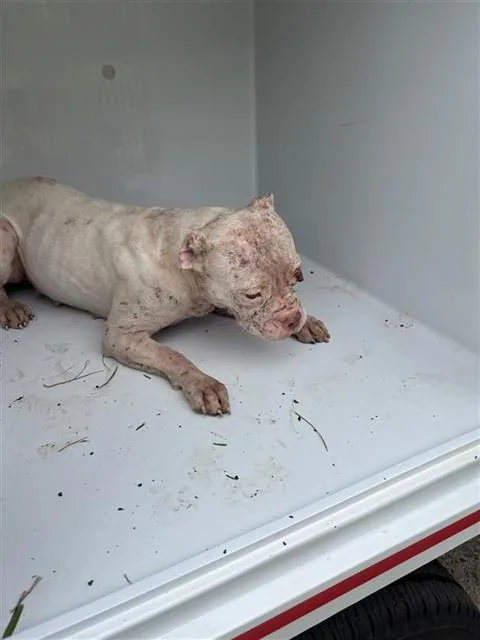A young medium-sized female Pit Bull Terrier dog named Kiki for adoption in Houston, TX