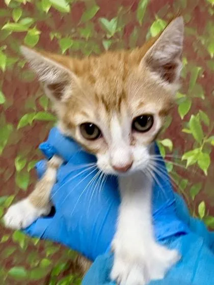 A young small-sized male Domestic Short Hair cat named Twig for adoption in San Antonio, TX