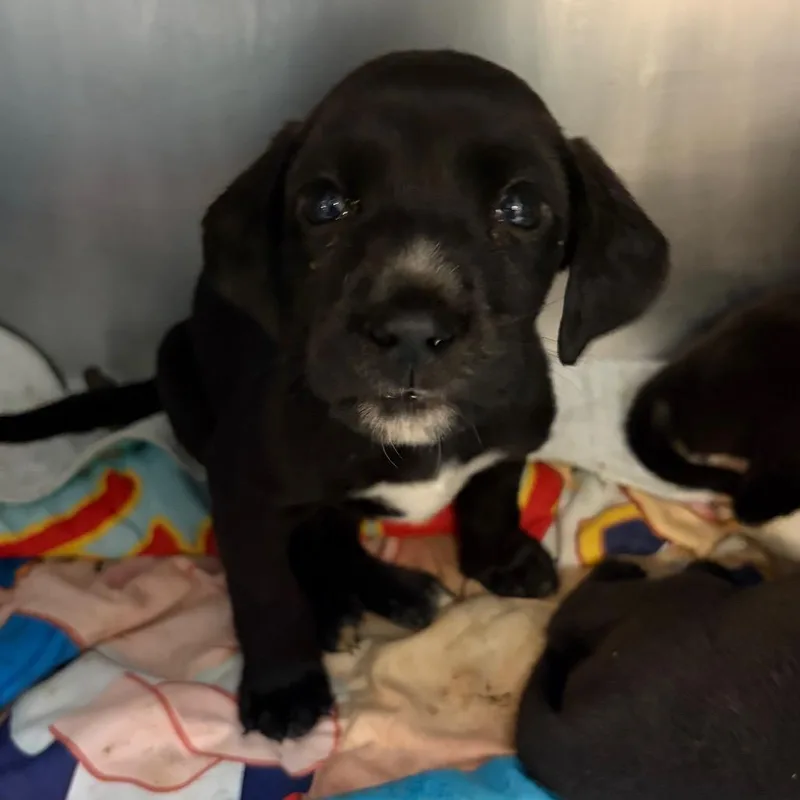 A baby small-sized female Black Mixed Breed dog named Star for adoption in Springboro, OH