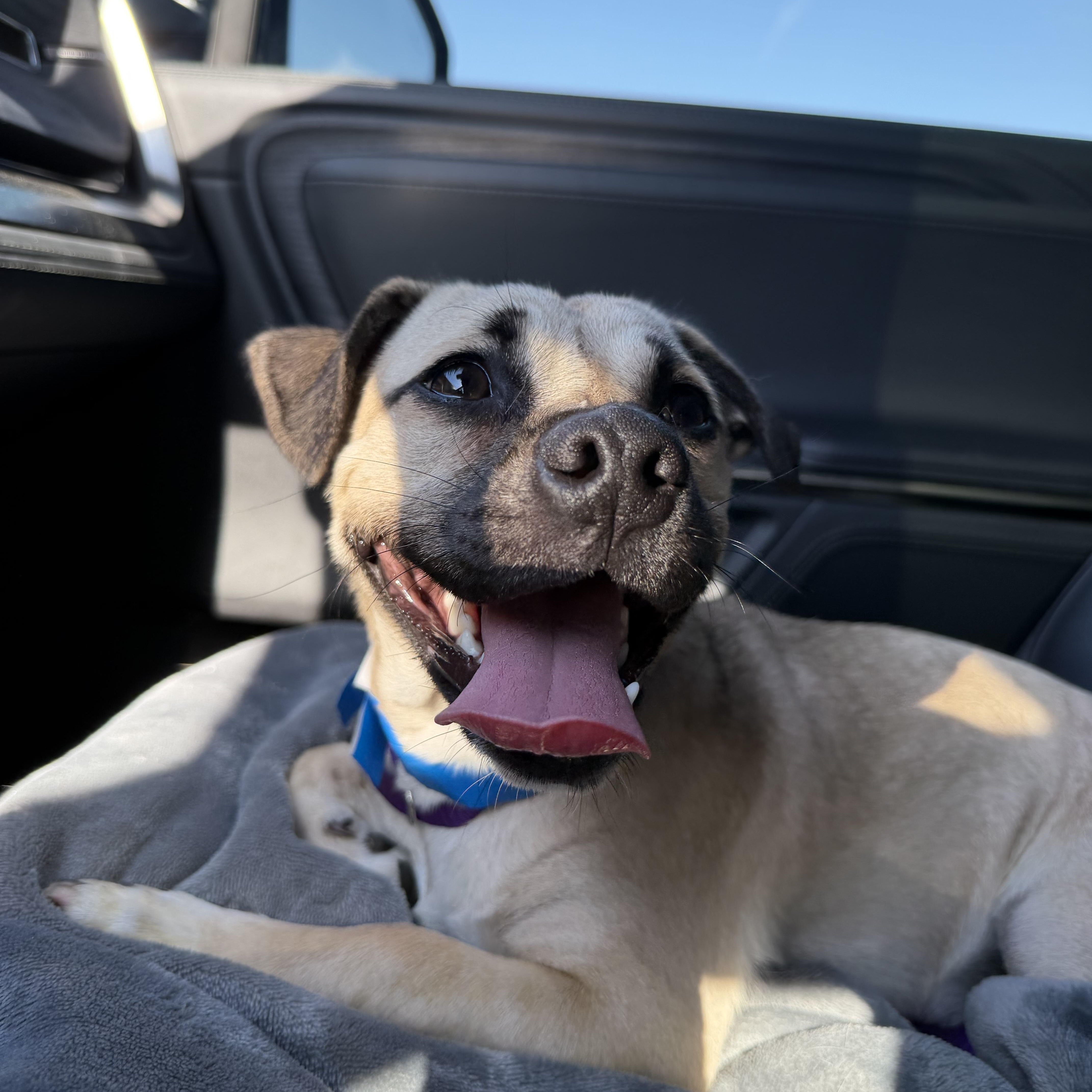 A baby small-sized male Pug dog named Archie for adoption in Winchester, CA