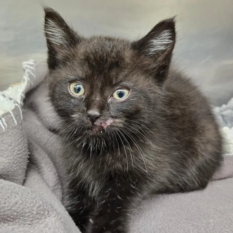 A baby small-sized female Black Domestic Short Hair cat named Martha Washington for adoption in Newport, TN