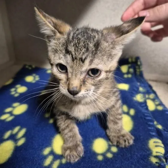 A baby small-sized female Brown / Chocolate Domestic Short Hair cat named Full Moon for adoption in Austin, TX