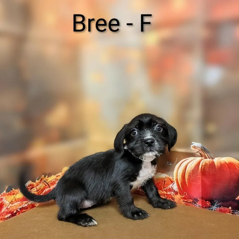 A baby medium-sized female Black Mixed Breed dog named Bree for adoption in Griswold, CT