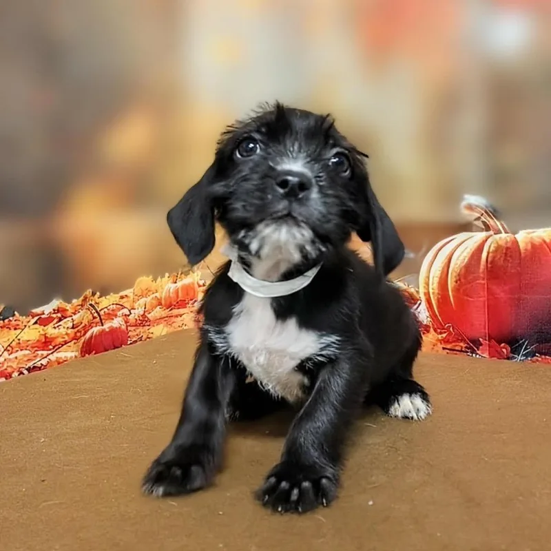 Bree thumbnail 3