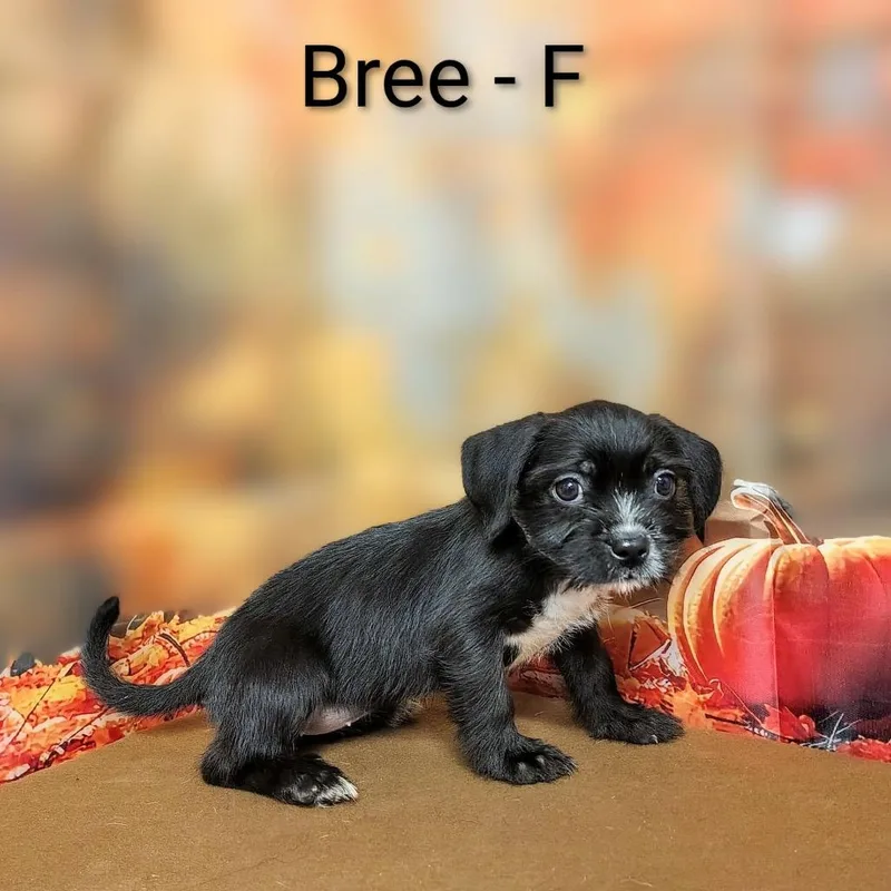 Bree thumbnail 4