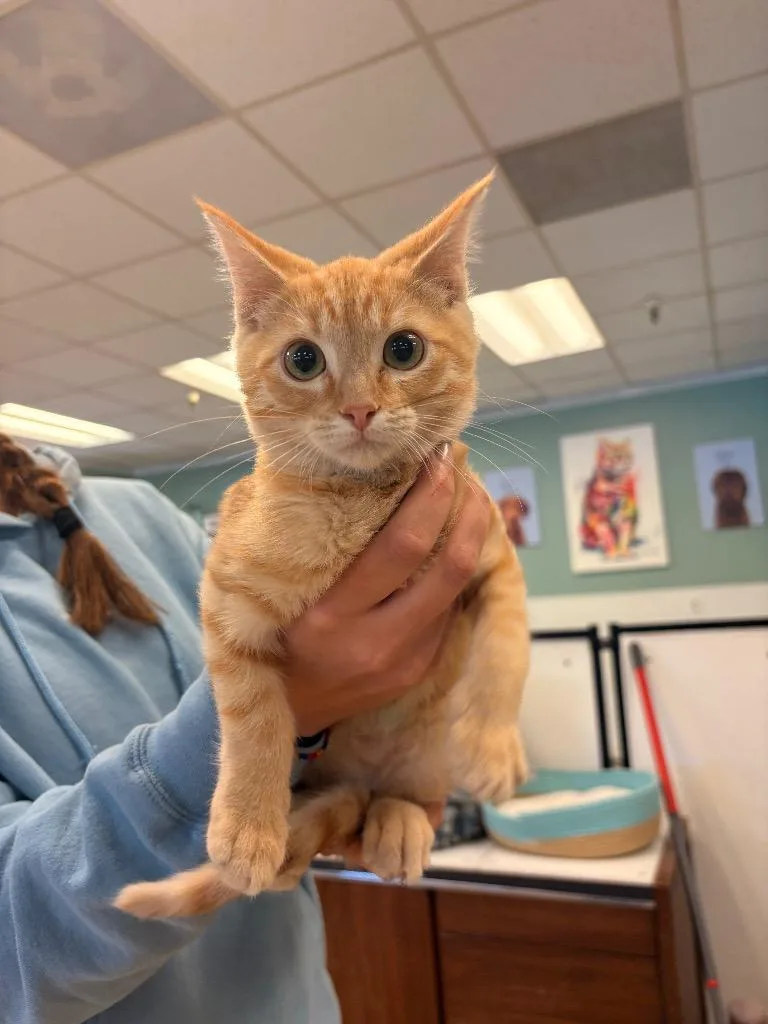 A baby medium-sized male Domestic Short Hair cat named Charlie for adoption in Heber City, UT