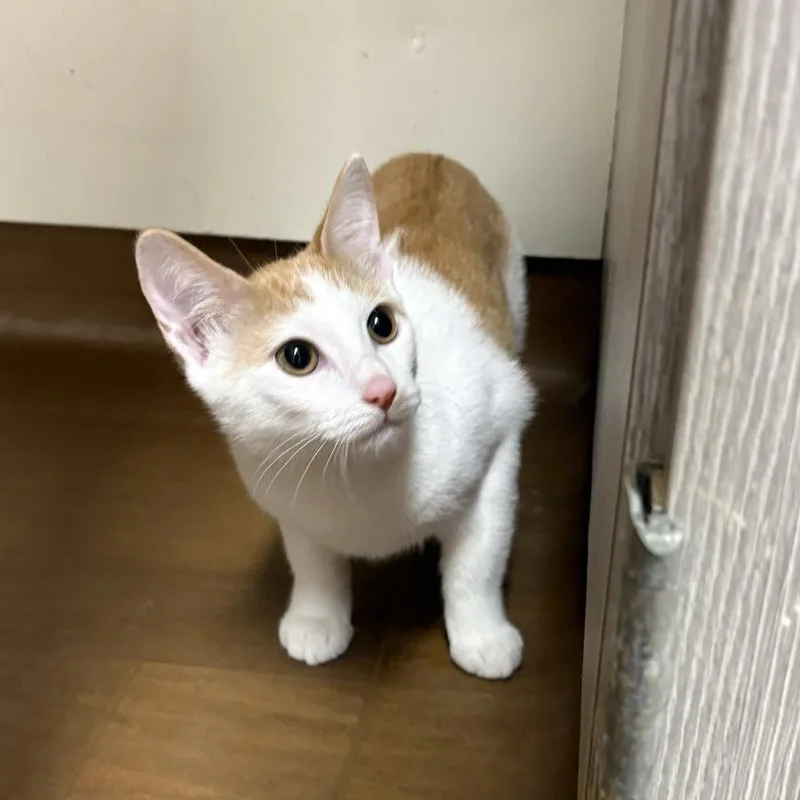 A baby medium-sized female Orange / Red Domestic Short Hair cat named Karma for adoption in Beaumont, TX