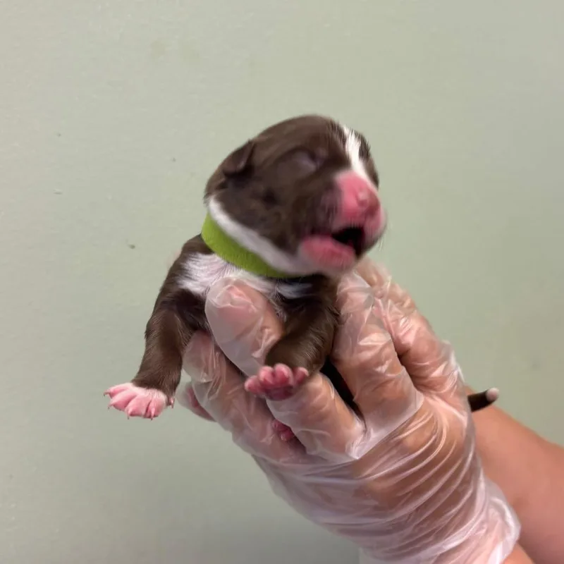 A baby medium-sized male Red / Chestnut / Orange Boxer dog named Smoky for adoption in Springboro, OH