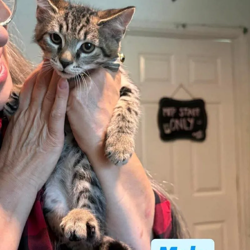 White Rabbit thumbnail 2