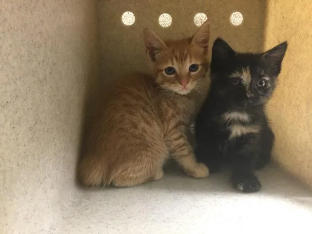 A baby small-sized female Domestic Short Hair cat named Picante for adoption in Riverside, CA