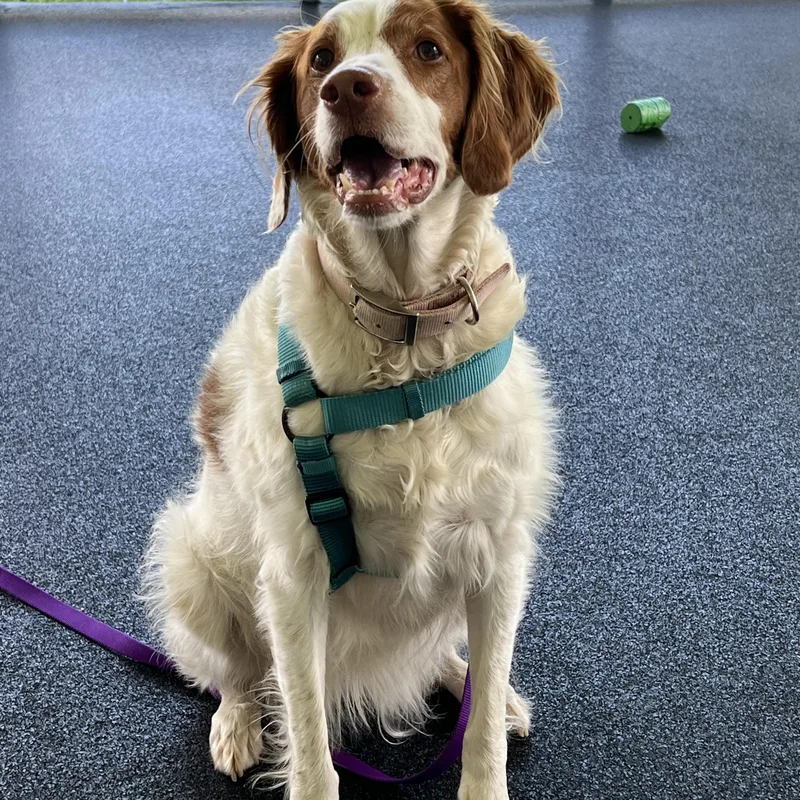 An adult medium-sized female White / Cream Brittany Spaniel dog named Izzy for adoption in Ithaca, NY
