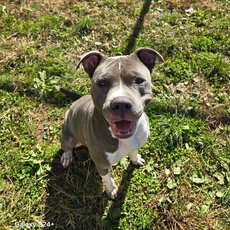 An adult large-sized female Gray / Blue / Silver Pit Bull Terrier dog named Junebug for adoption in Briarcliff Manor, NY