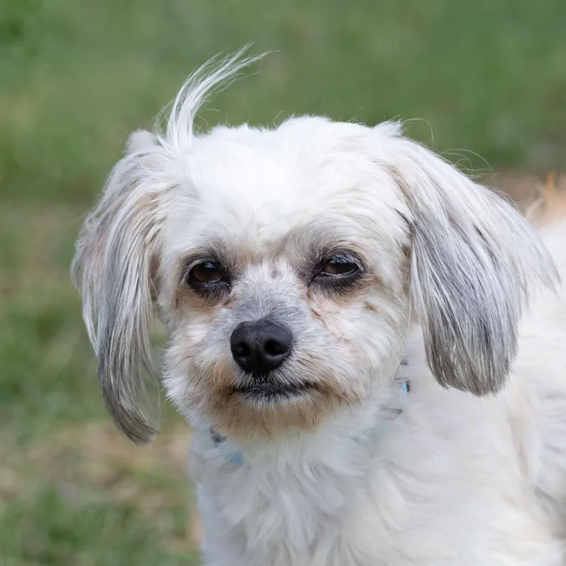 An adult small-sized female White / Cream Shih Tzu dog named Mitzy for adoption in Erie, PA