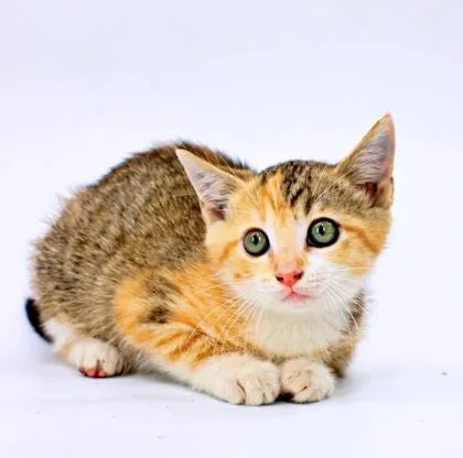 A baby small-sized female Domestic Short Hair cat named Sugar for adoption in Morton Grove, IL