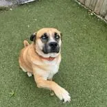 An adult extra large-sized male Merle (Red) Hound dog named Dax for adoption in Hilliard, OH