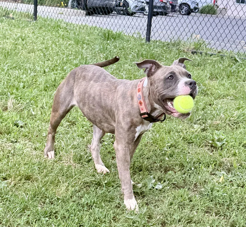 A young medium-sized female Brindle Pit Bull Terrier dog named Rosie for adoption in Yonkers, NY